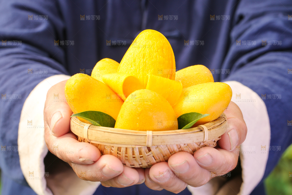 篮子里装着小台农芒