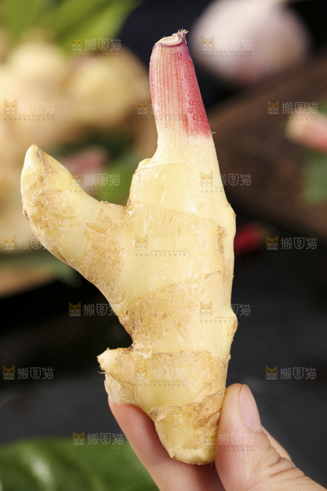 手里拿着红芽姜
