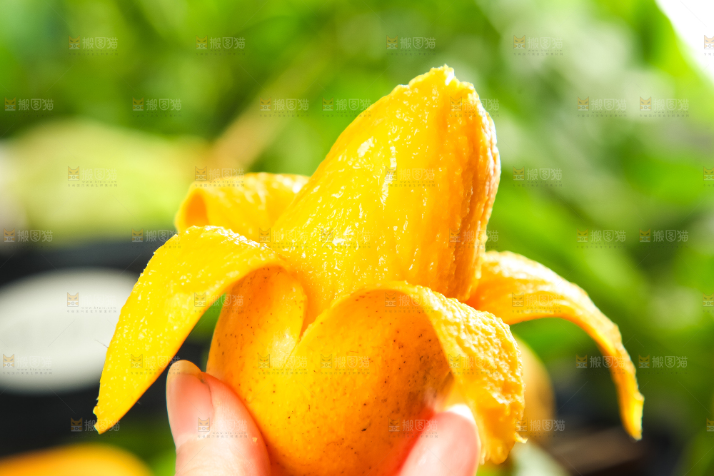 手里拿着小台芒