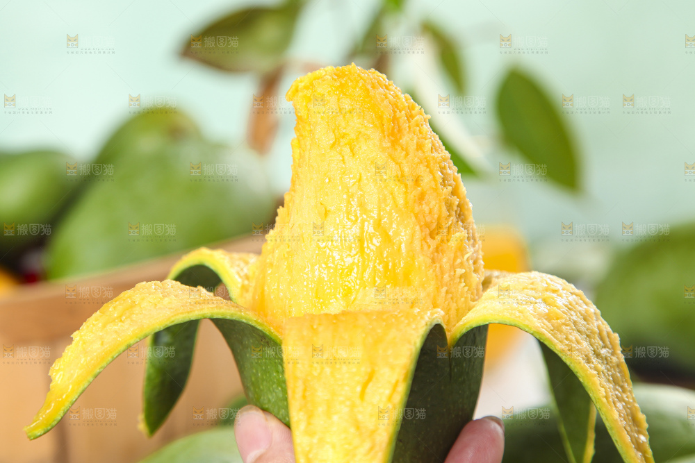 手里拿着新鲜芒果