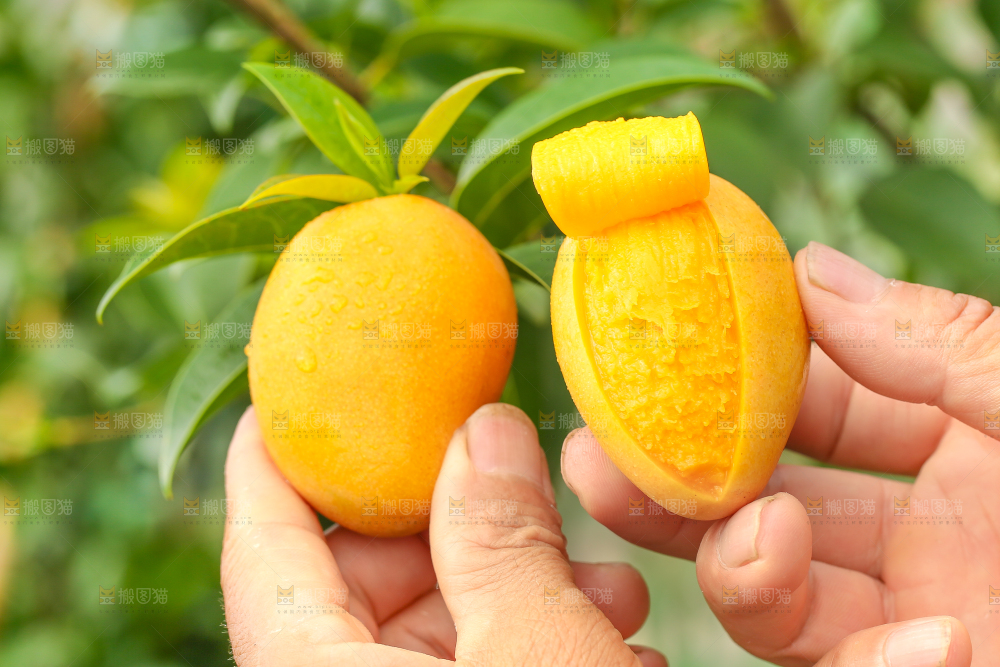 手里拿着小台农芒