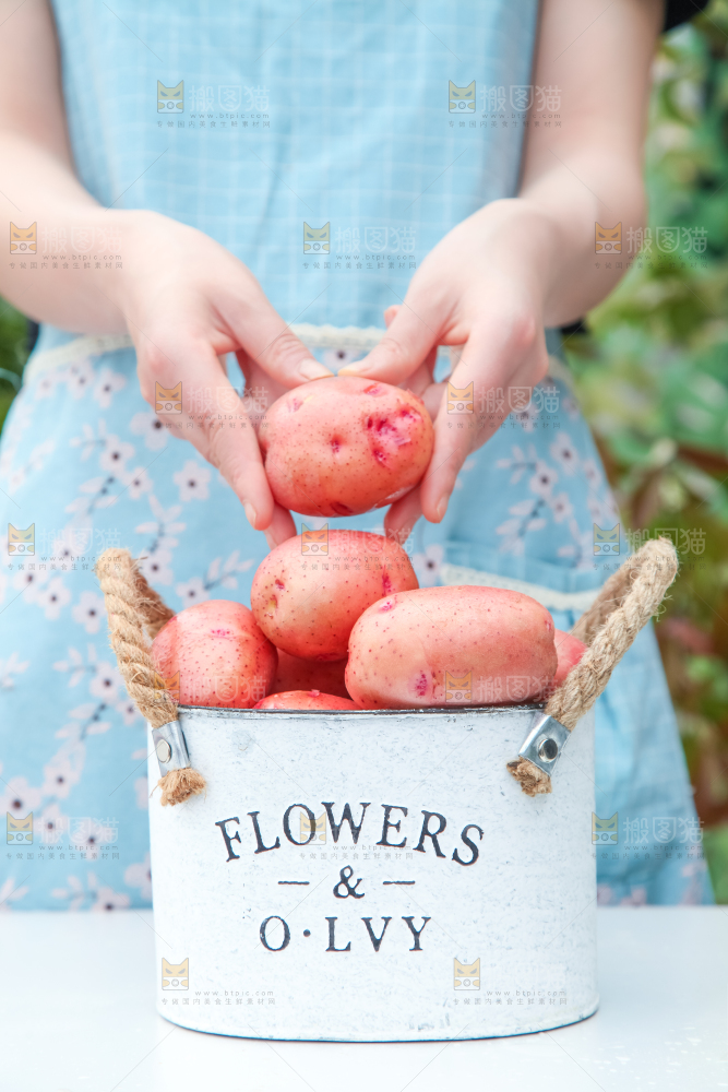 小桶里装着红皮洋芋