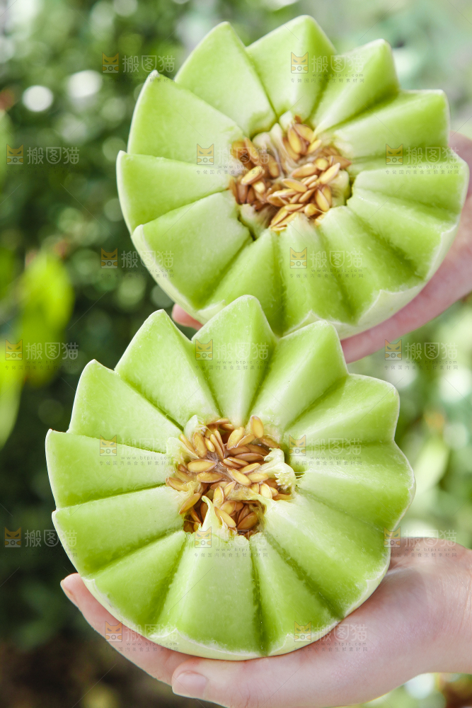 手里拿着山东玉菇甜瓜