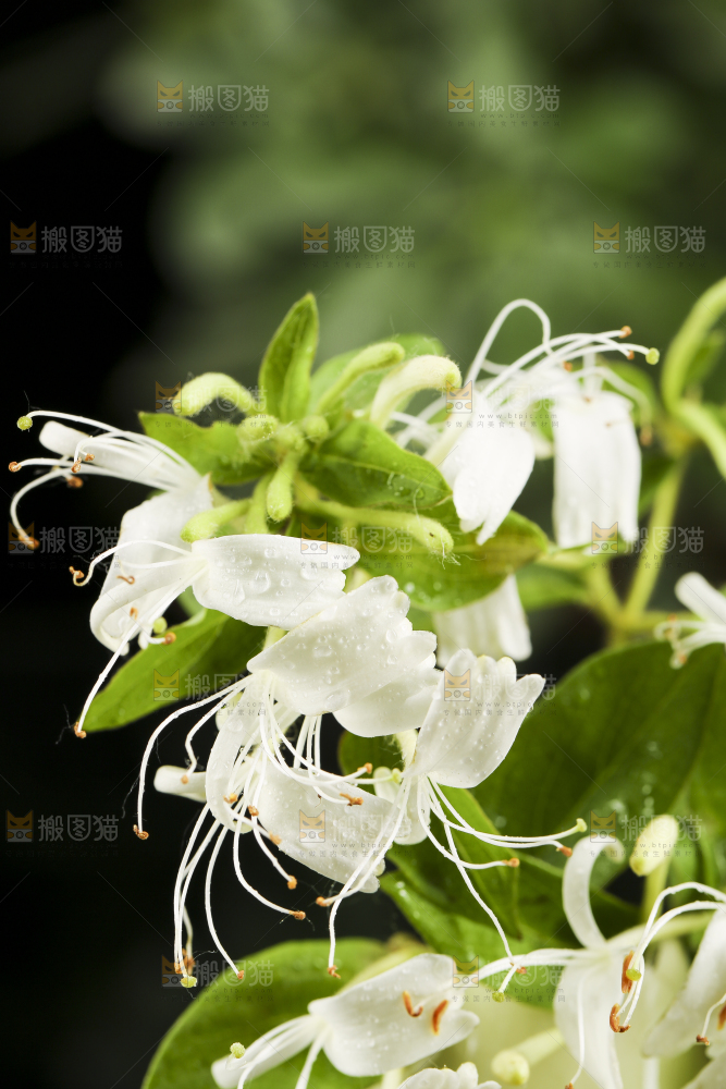 花瓶里插着金银花