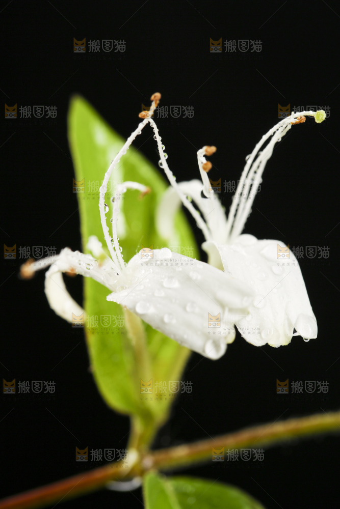黑底上放着野生金银花