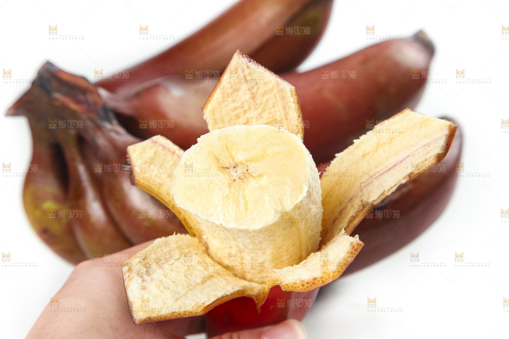 白底上的红皮美人蕉