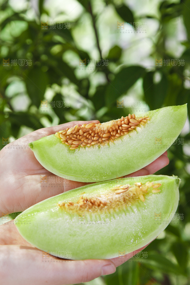 手里拿着山东玉菇甜瓜