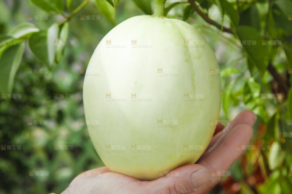 手里拿着玉菇香瓜