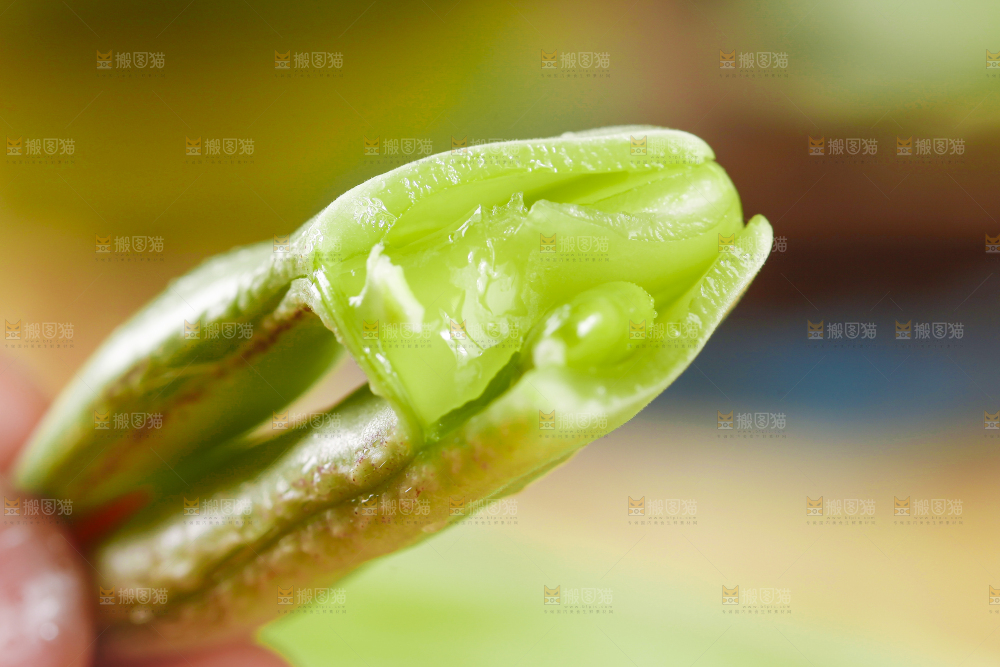 手里拿着扁豆