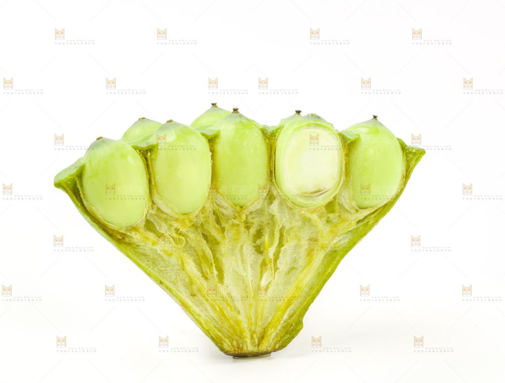 白底上的嫩莲蓬