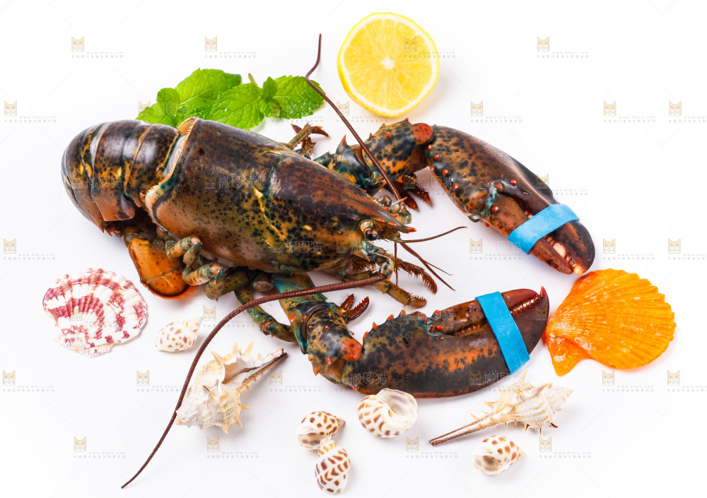 浅底上的澳洲龙虾