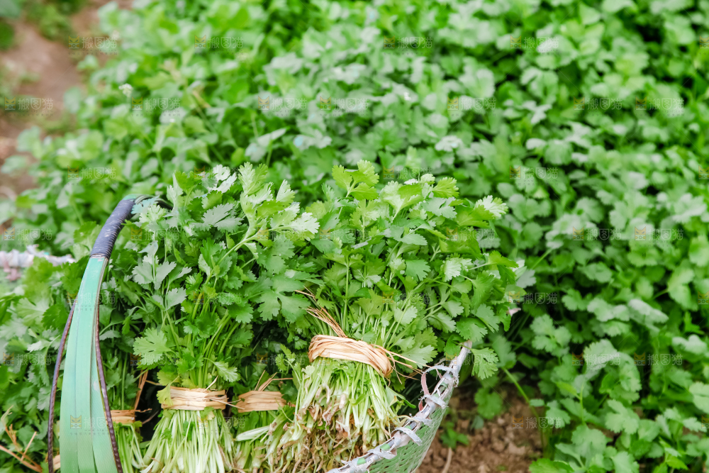 地里种着蔬菜