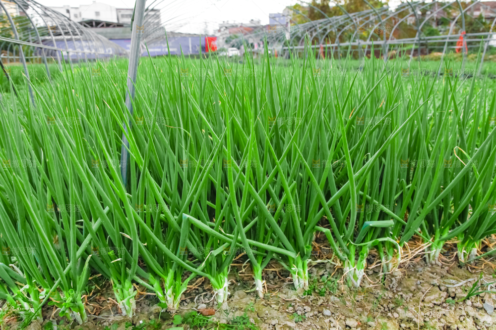 地里长着小葱