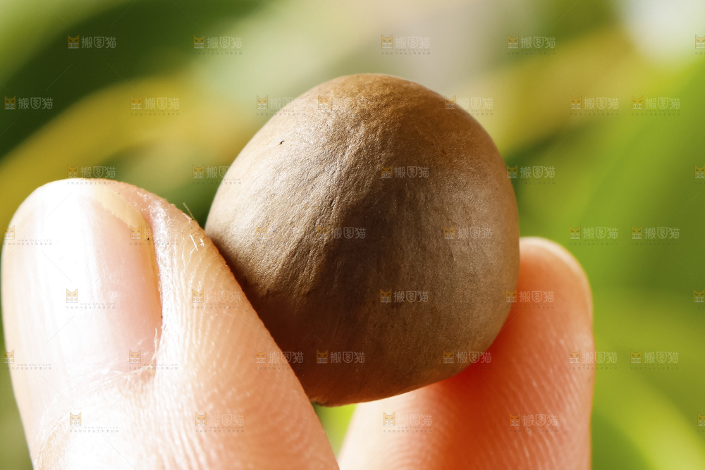 深底上的茶树果