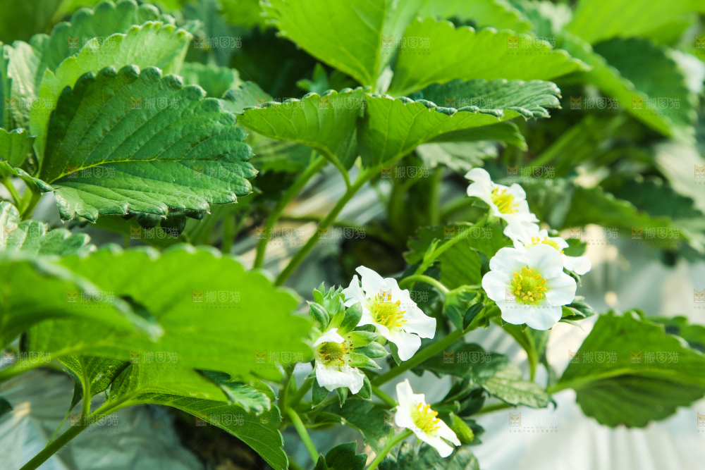 草莓种植基地