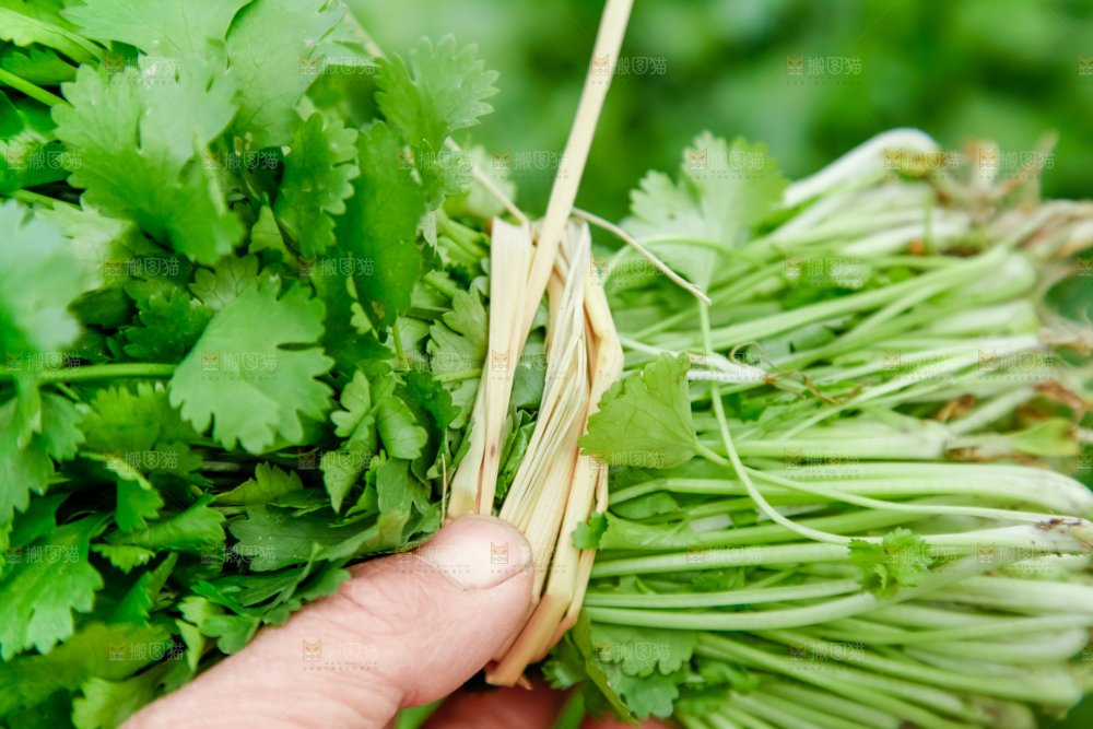 地里种着蔬菜