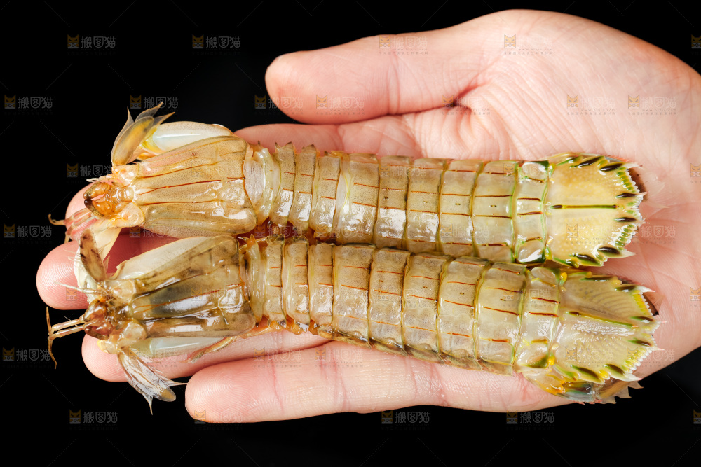 手里拿着生鲜皮皮虾