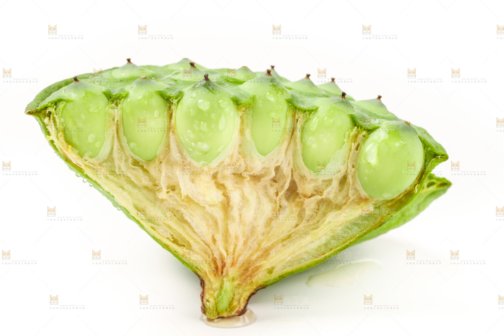 湖北莲蓬放在白底上