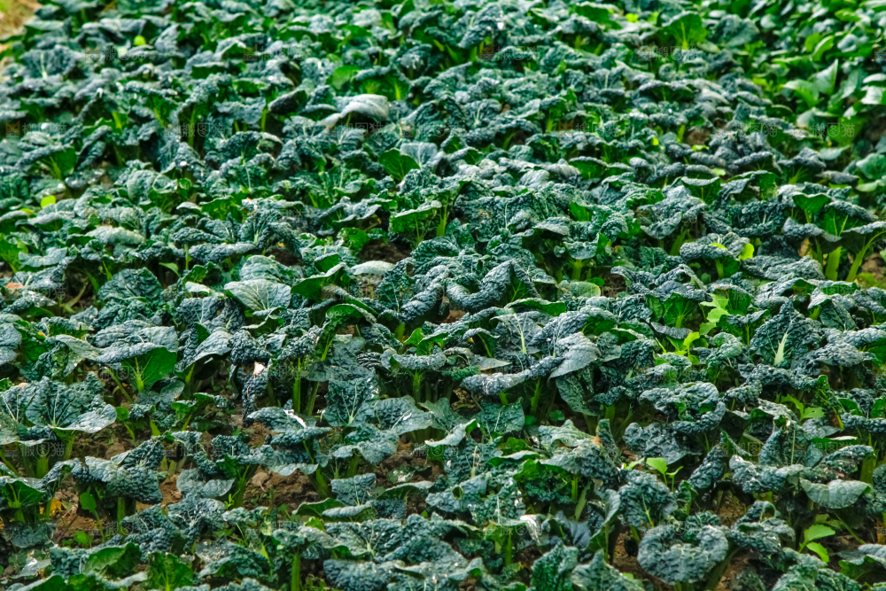 地里种着蔬菜