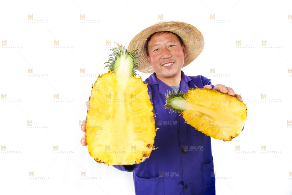 农民手里拿着香水菠萝