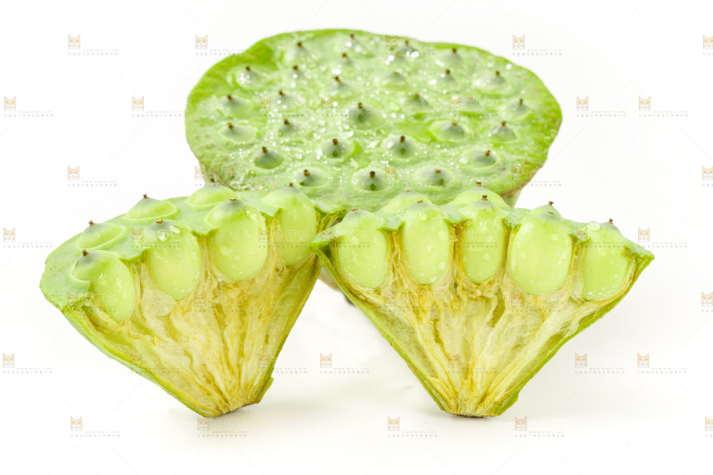 白底上的嫩莲蓬