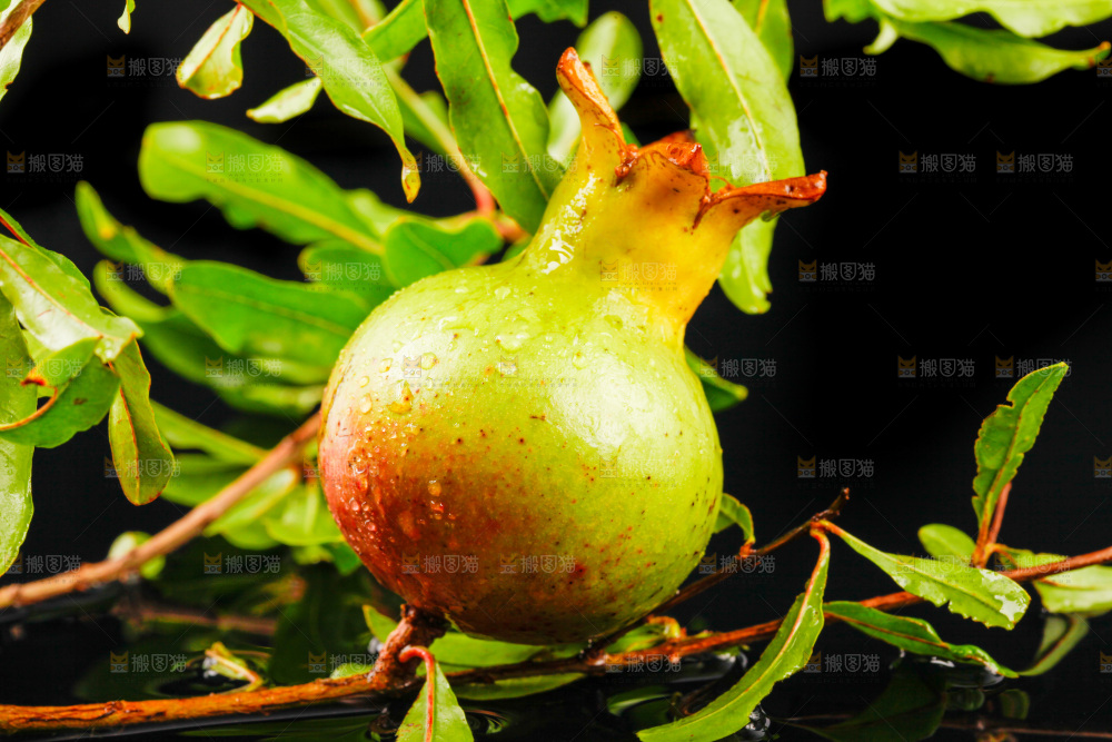 黑底上放着软籽石榴