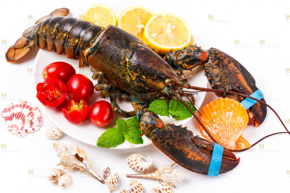 浅底上的澳洲龙虾