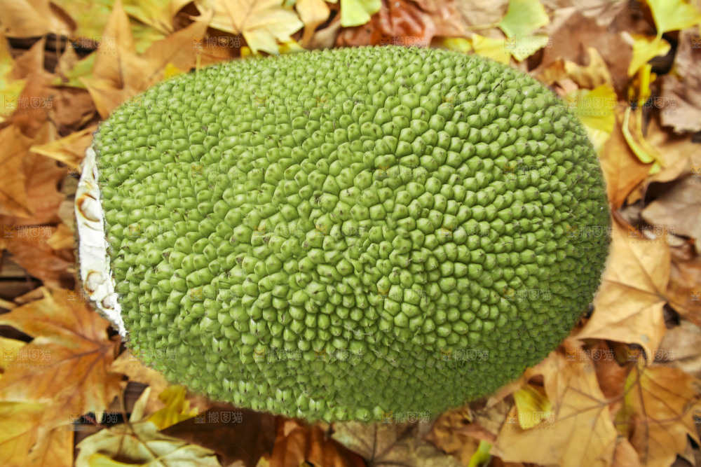 浅底上的泰国红心菠萝蜜