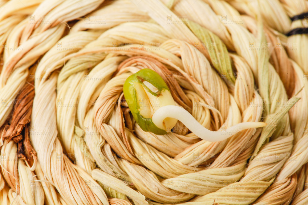 浅底上的绿豆芽