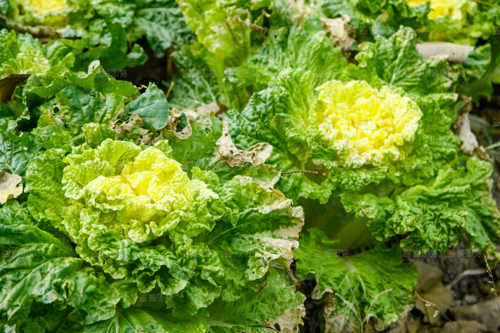 地里种着蔬菜