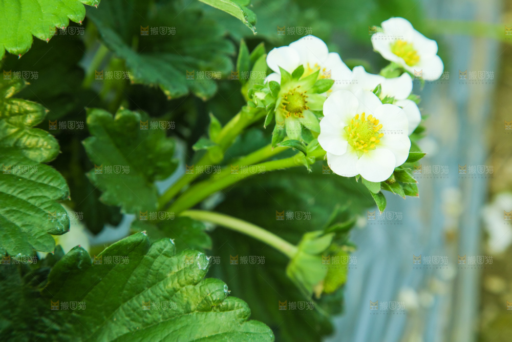 草莓种植基地