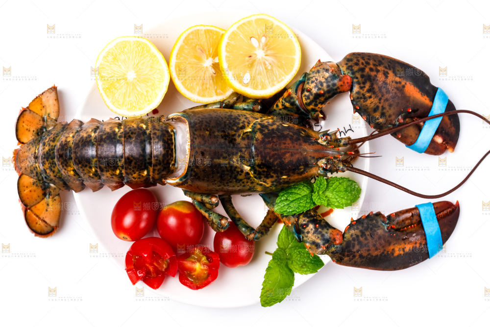 浅底上的澳洲龙虾