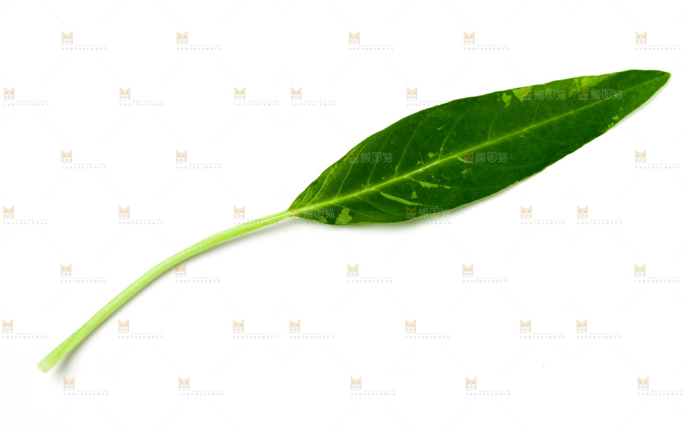 白底上放着新鲜空心菜