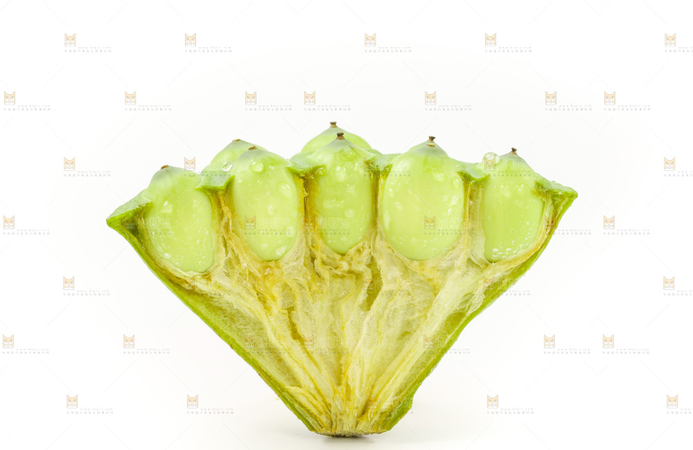白底上的嫩莲蓬