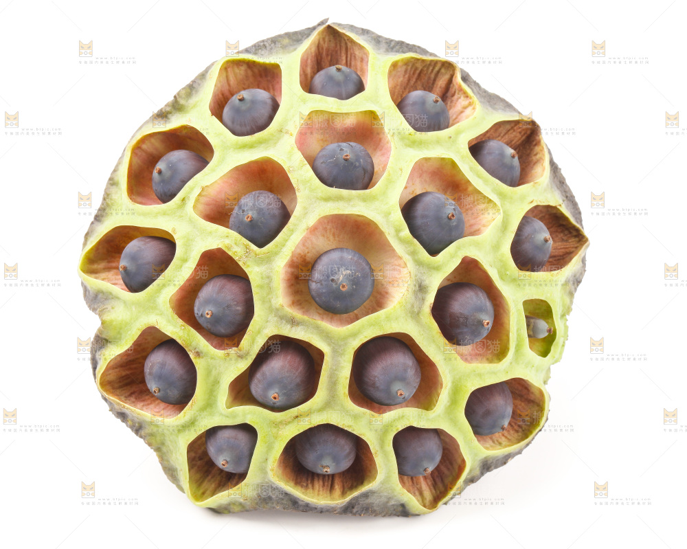 白底上的莲蓬