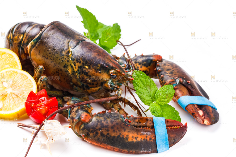 浅底上的澳洲龙虾