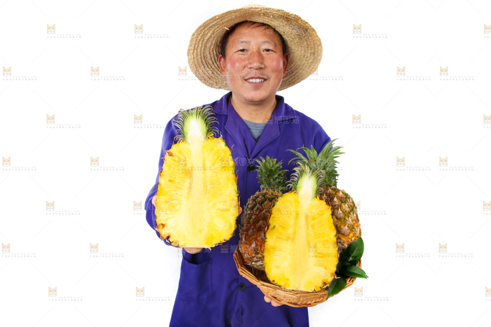 农民手里拿着香水菠萝