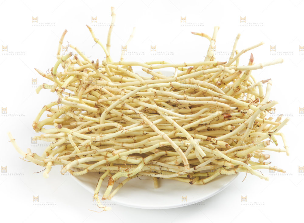 白底上的鱼腥草