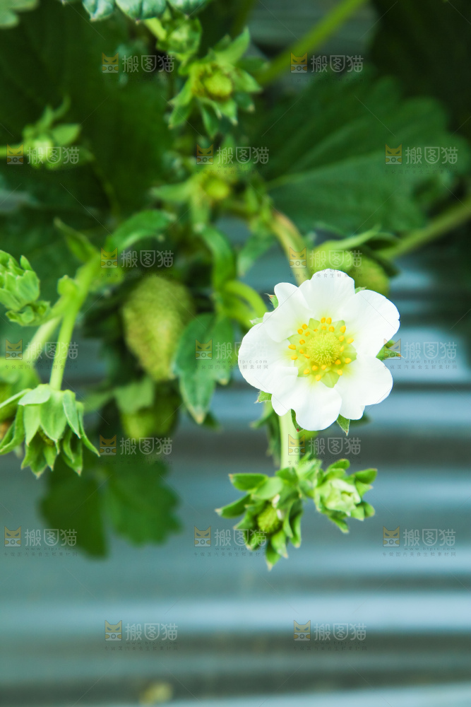 草莓种植基地
