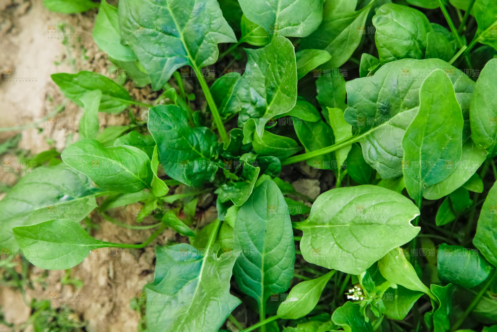 地里种着蔬菜