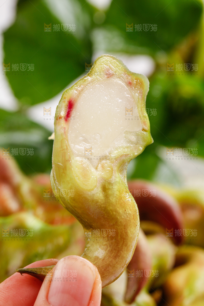 手里拿着新鲜菱角