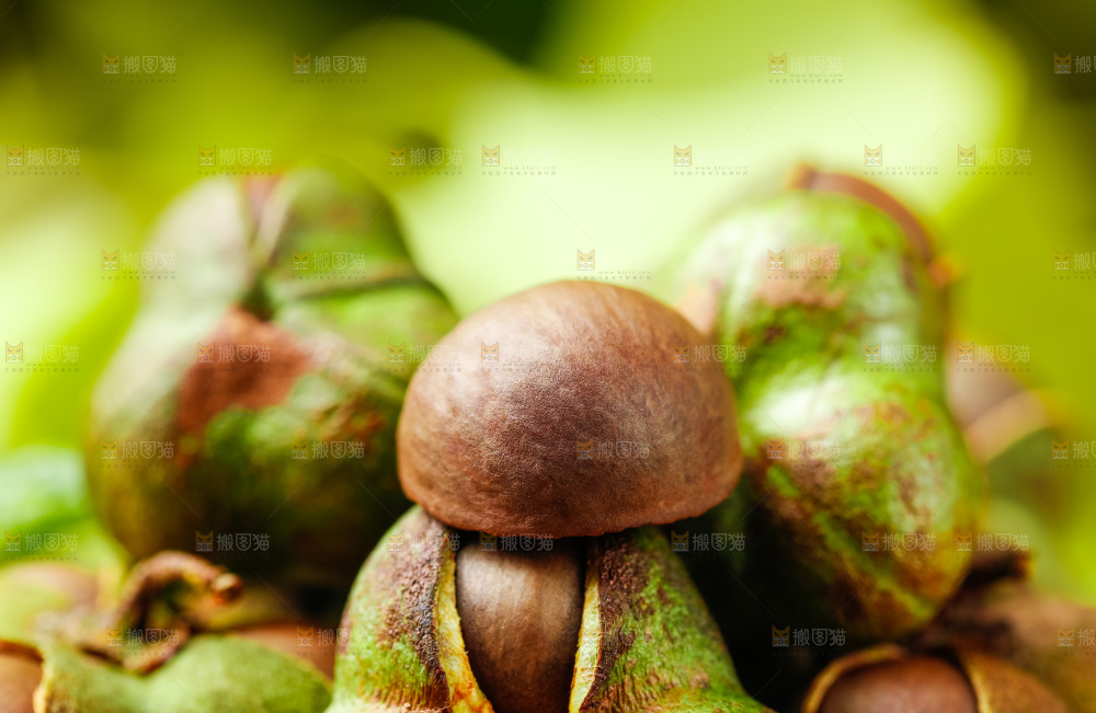 深底上的茶树果