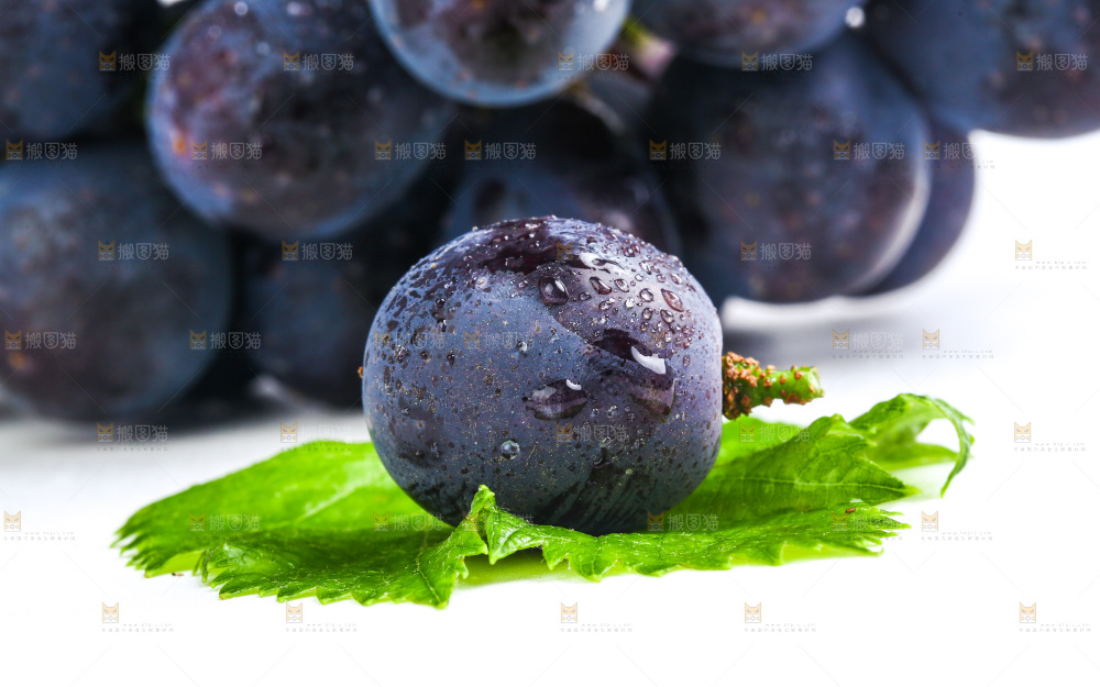新鲜夏黑葡萄放在白底上