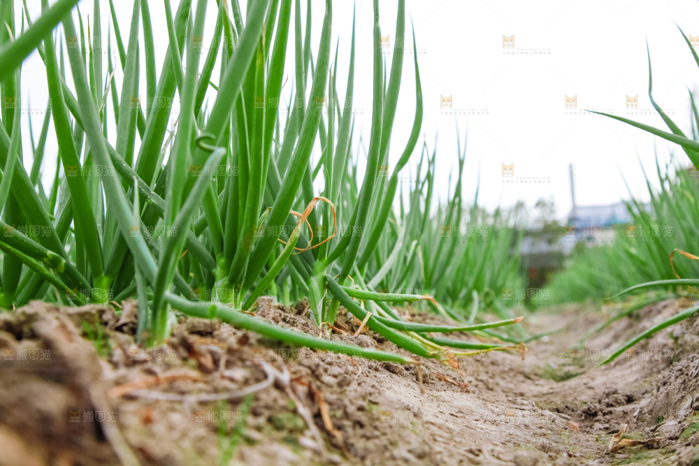 地里长着小葱