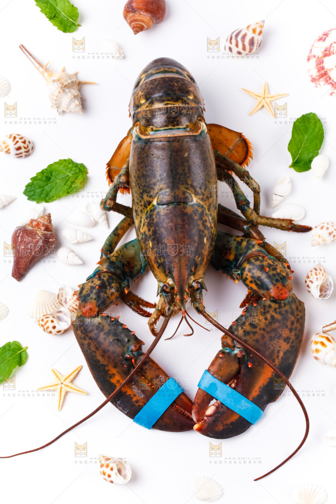 浅底上的澳洲龙虾