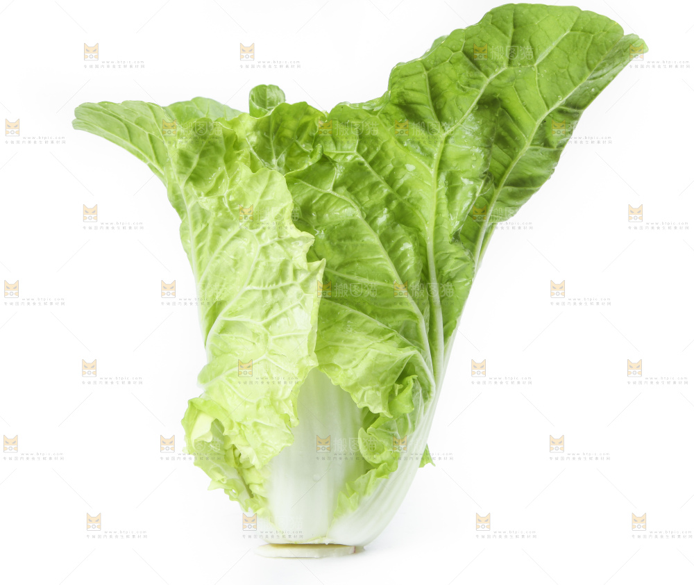 白底上放着大白菜