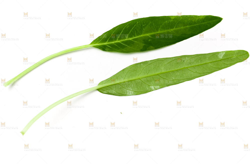 白底上放着新鲜空心菜