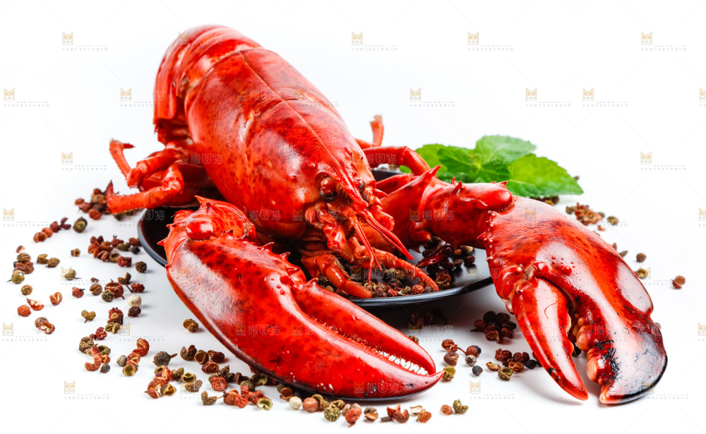 白底上放着澳洲大龙虾