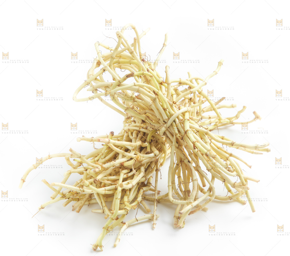 白底上的鱼腥草