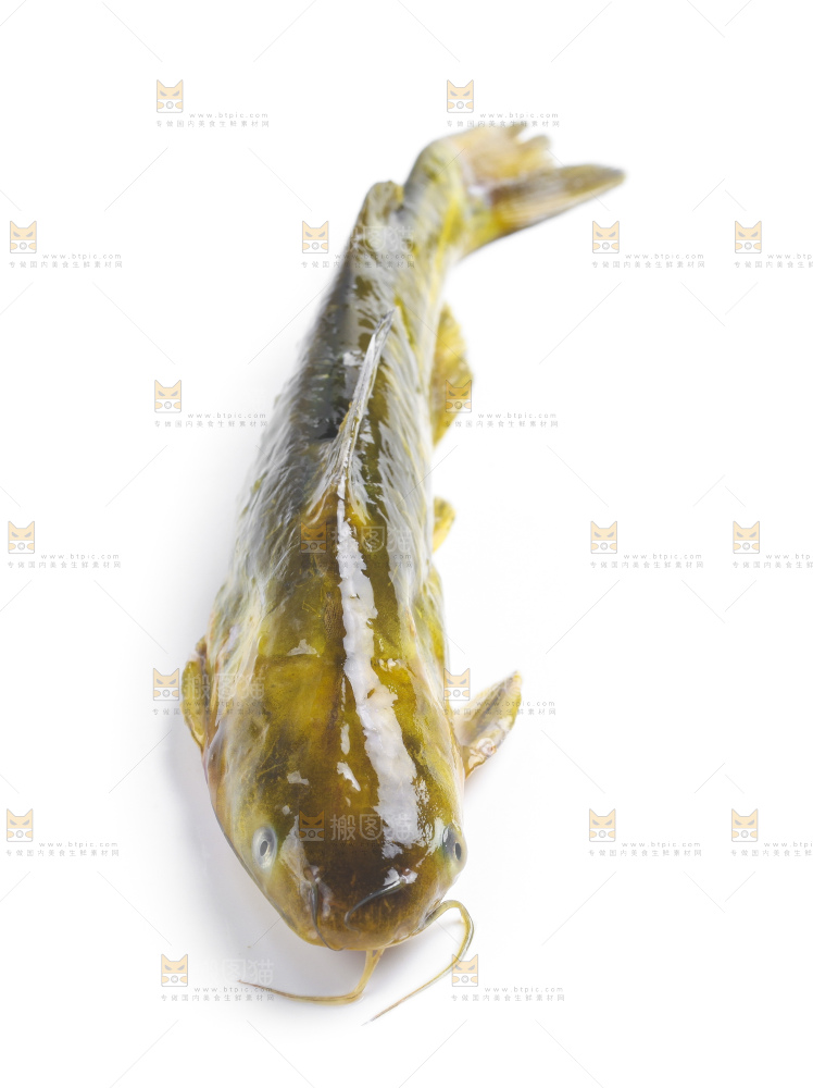 白底上放着黄蜂鱼